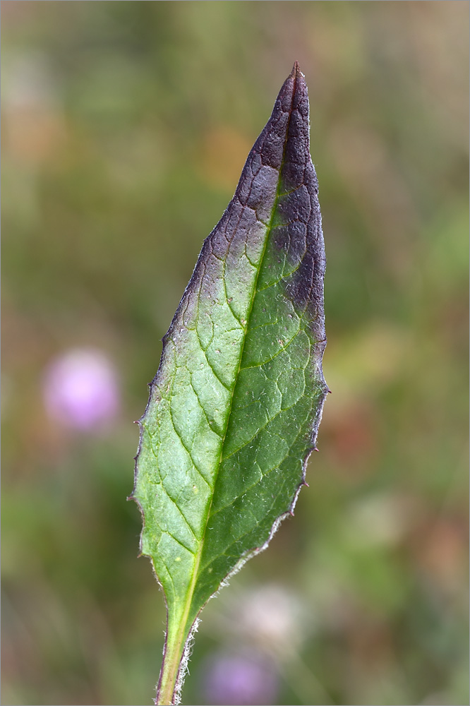 Image of Saussurea alpina specimen.