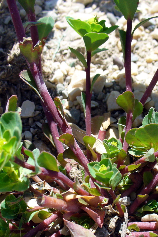 Image of genus Euphorbia specimen.