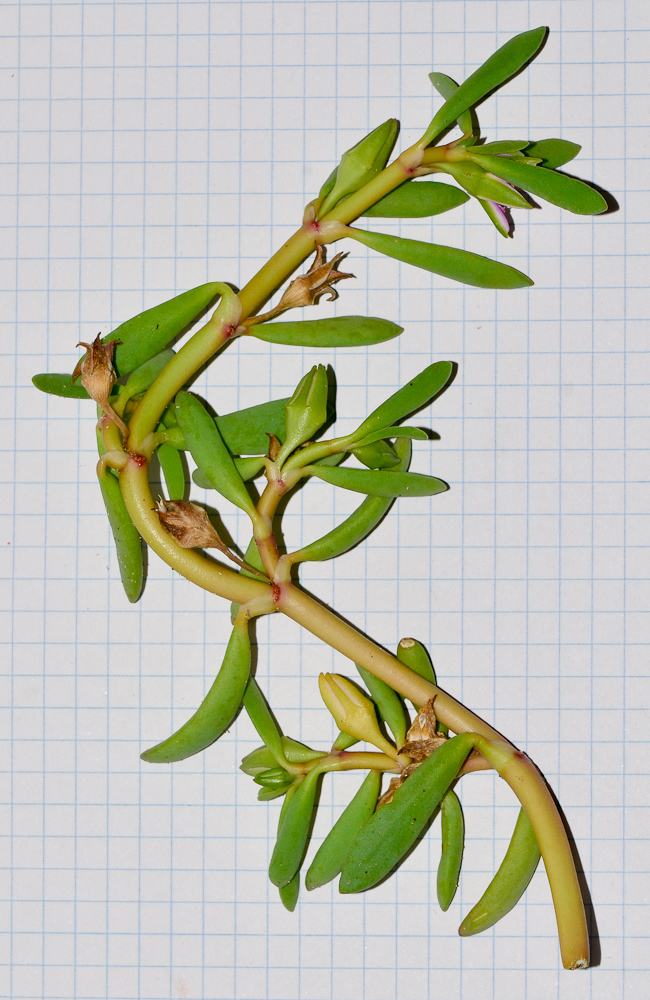 Image of Sesuvium portulacastrum specimen.