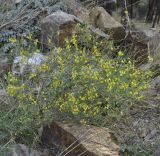 Linaria genistifolia