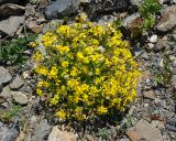 Senecio vernalis. Цветущее растение. Карачаево-Черкесия, гора Мусса-Ачитара, щебнистый склон (выс. около 2500 м н.у.м.). 31.07.2014.