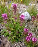 Pedicularis verticillata