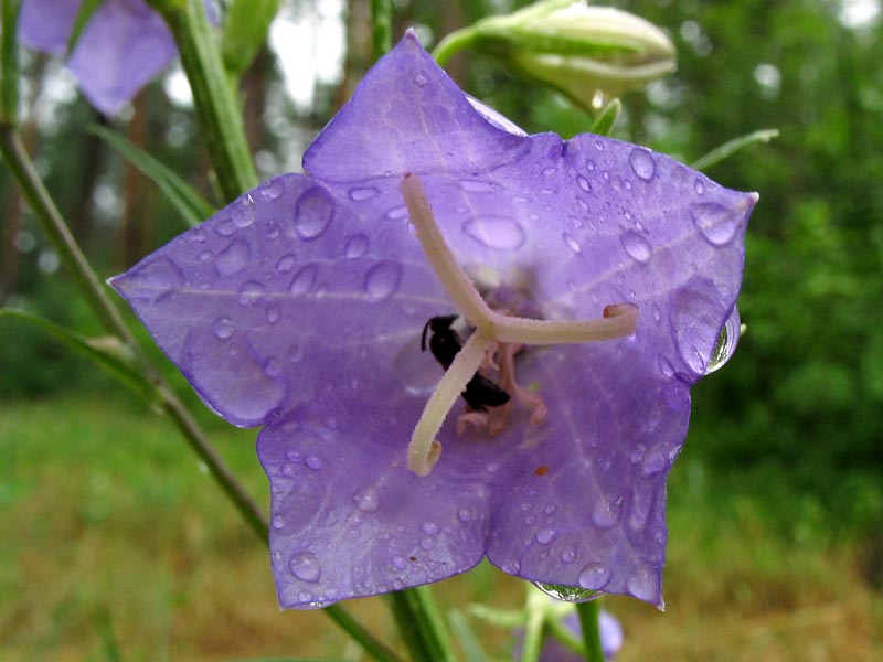 Image of Campanula persicifolia specimen.