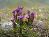 Gentianella caucasea