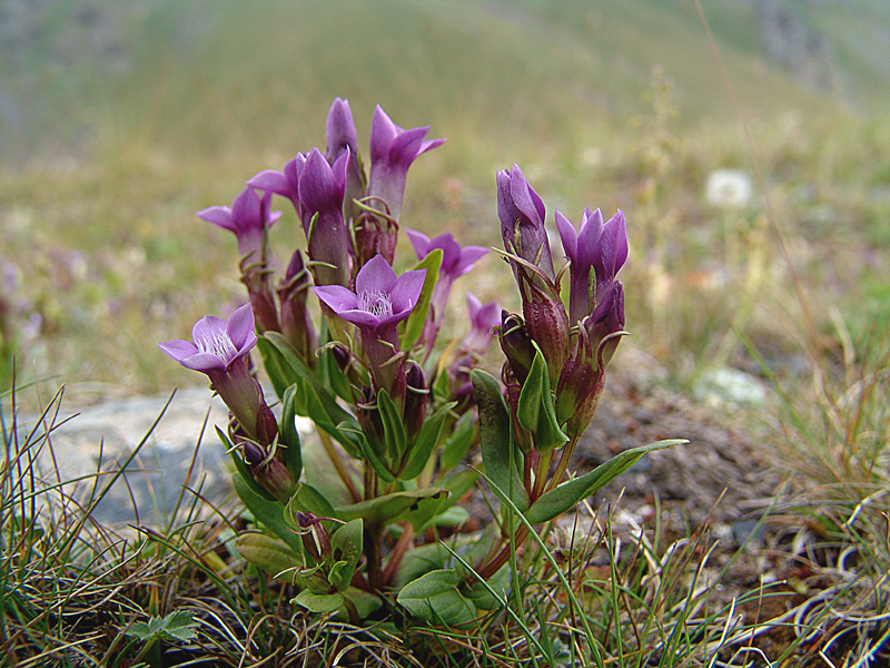 Изображение особи Gentianella caucasea.