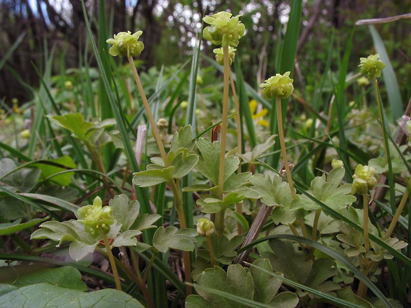 Image of Adoxa moschatellina specimen.