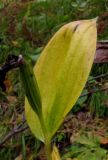 Cypripedium calceolus