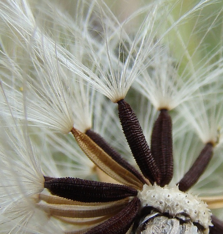Image of Picris hieracioides specimen.