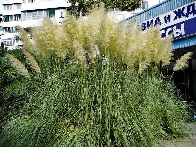 Изображение особи Cortaderia selloana.