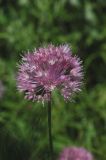 Allium caricifolium