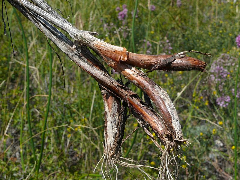 Image of Allium montanostepposum specimen.