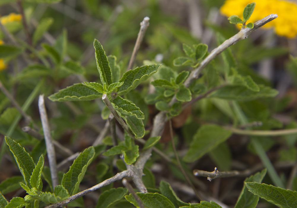 Image of Lantana camara specimen.