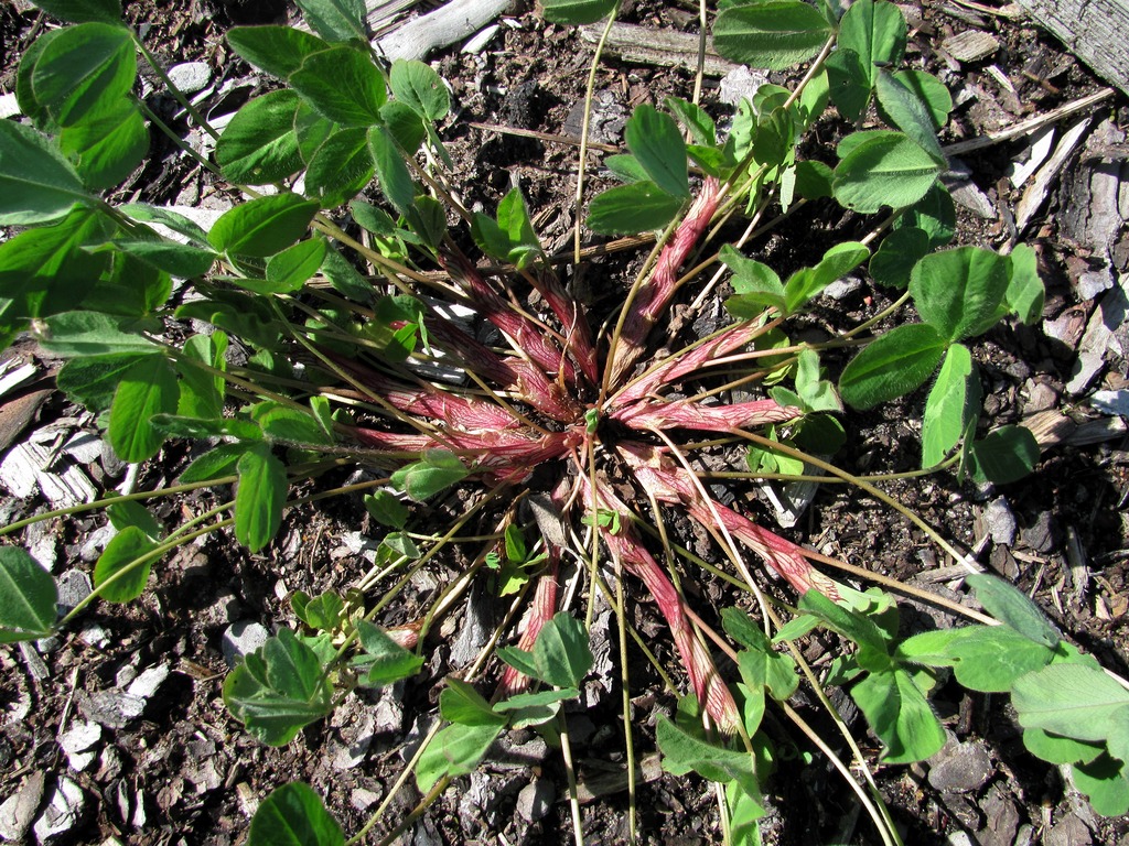 Изображение особи Trifolium pratense.