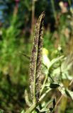 Rhinanthus serotinus