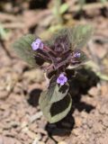 Ziziphora rotundifolia. Цветущее растение. Узбекистан, Ташкентская обл., зап. отр. Чаткальского хр., ущ. р. Каранкульсая. 19.04.2015.