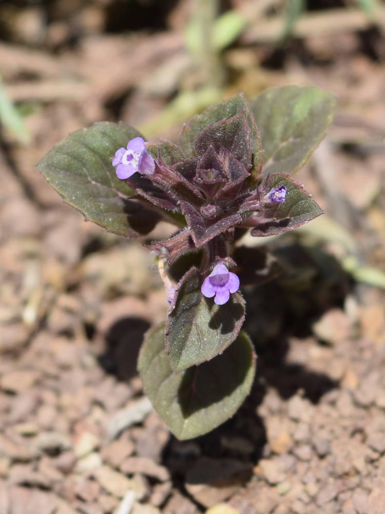 Image of Ziziphora rotundifolia specimen.