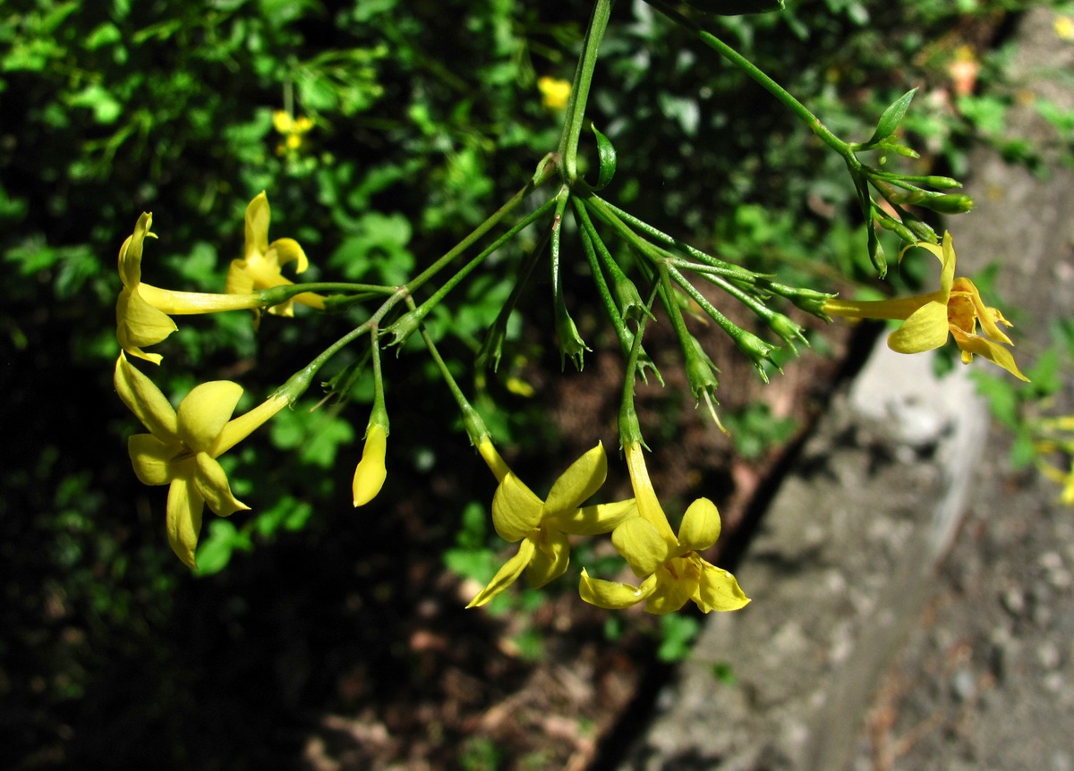 Image of Jasminum floridum specimen.