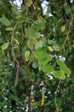 genus Bauhinia. Верхушка ветви с цветками и плодами разной степени зрелости. Таиланд, остров Пханган. 25.06.2013.