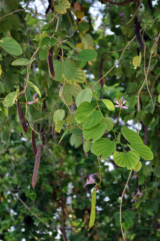 Image of Bauhinia variegata specimen.