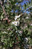 Crataegus pontica