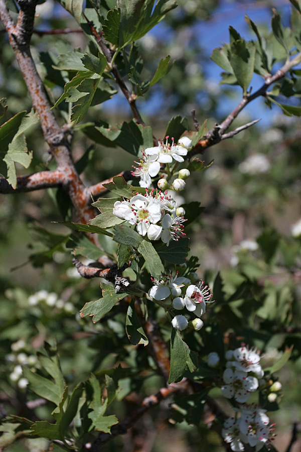 Image of Crataegus pontica specimen.