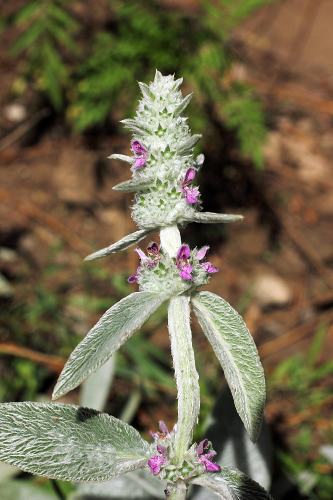 Изображение особи Stachys byzantina.