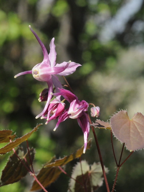 Image of Epimedium grandiflorum specimen.