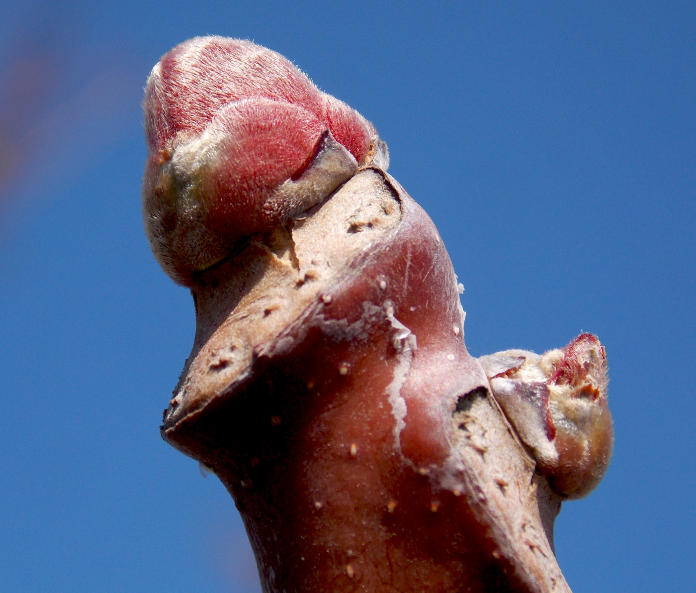 Image of Ailanthus altissima specimen.