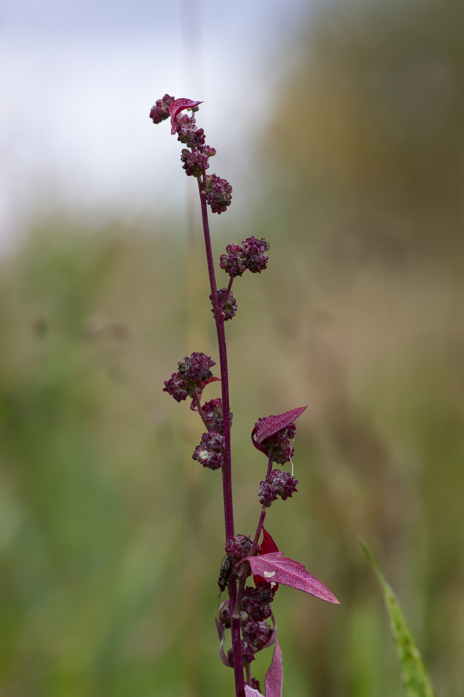 Изображение особи Chenopodium album.