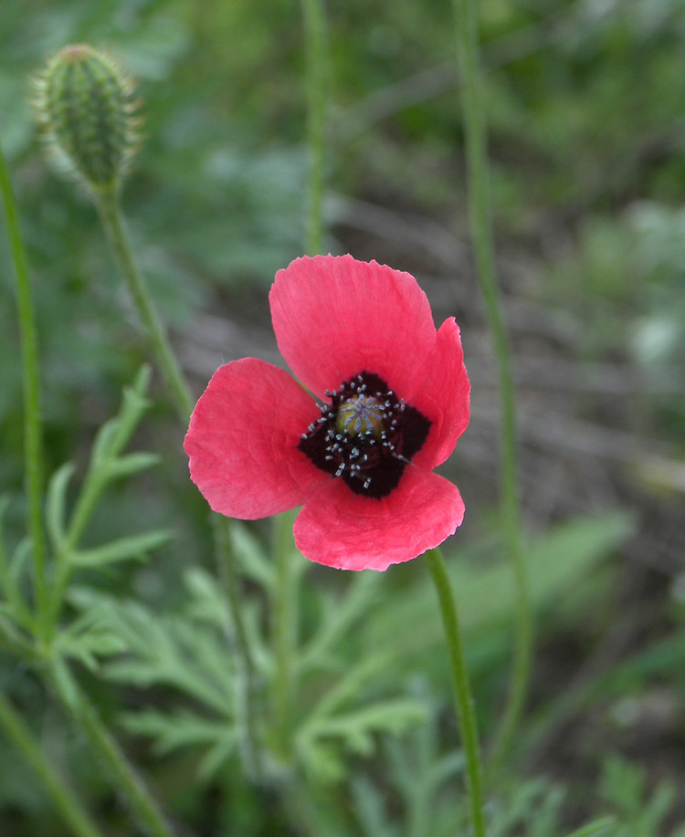 Изображение особи Papaver hybridum.