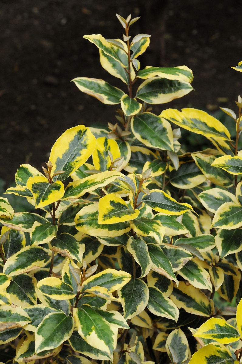 Image of Elaeagnus × submacrophylla specimen.