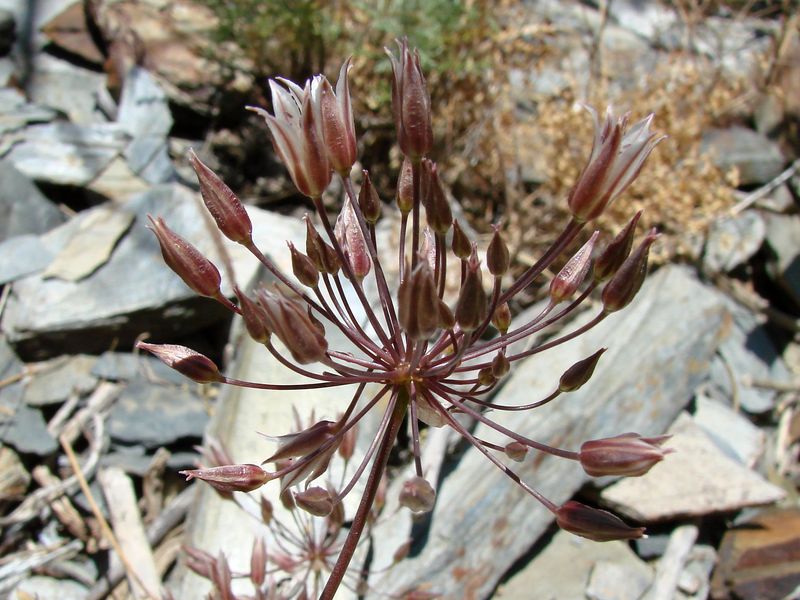 Image of Allium gusaricum specimen.