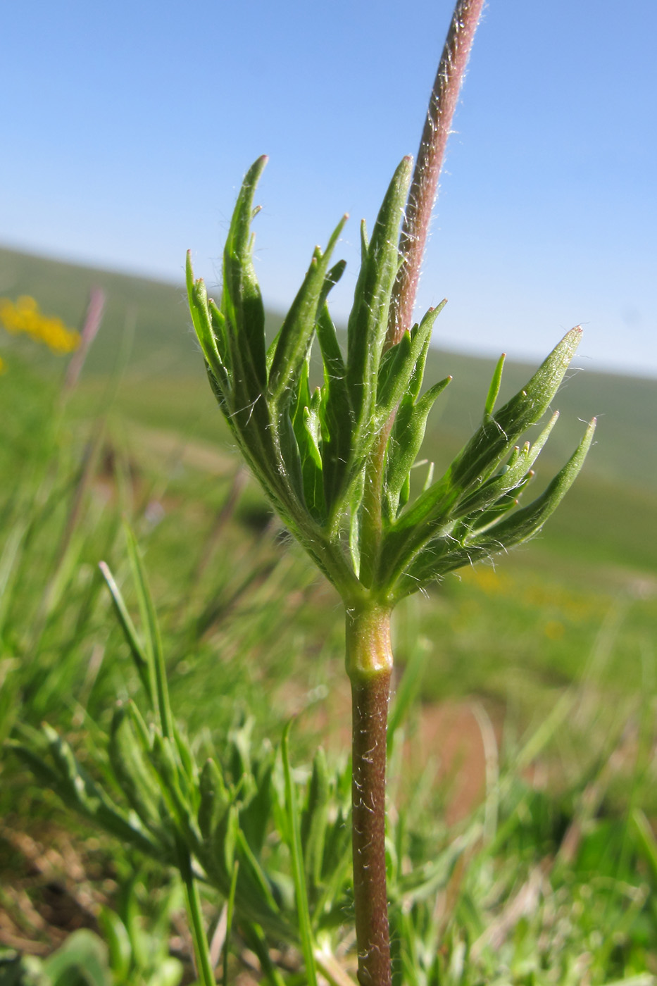 Image of Ranunculus raddeanus specimen.