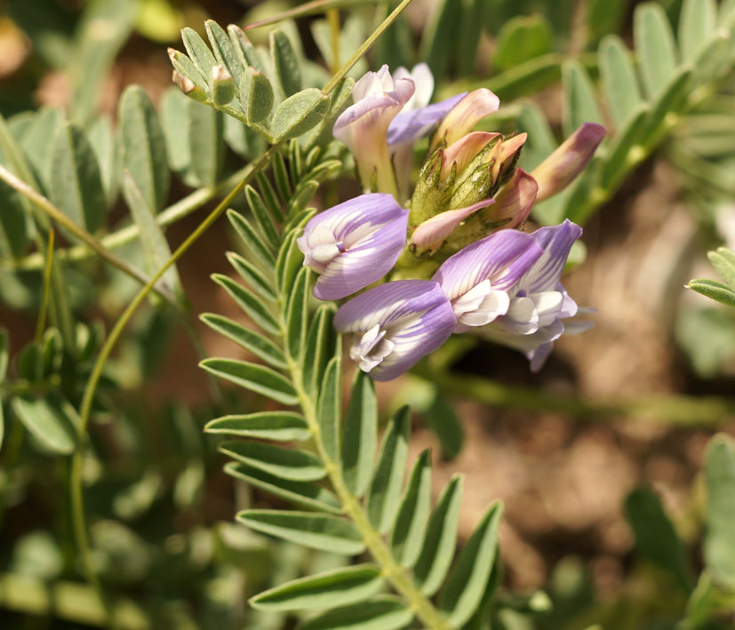 Изображение особи Astragalus tibetanus.