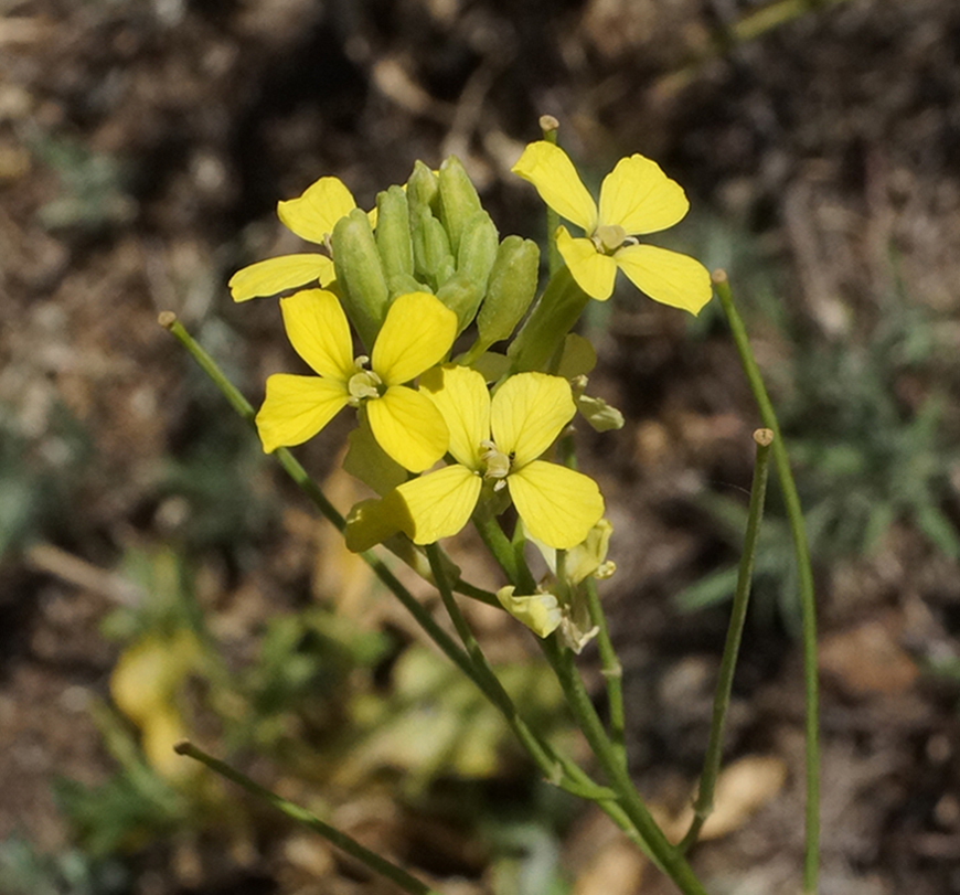 Изображение особи Erysimum canescens.