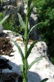 Erysimum cuspidatum