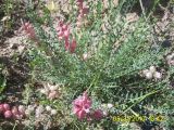 Astragalus mesites