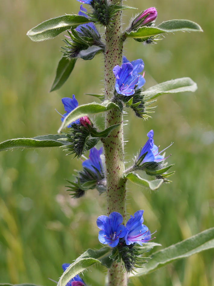 Image of Echium vulgare specimen.