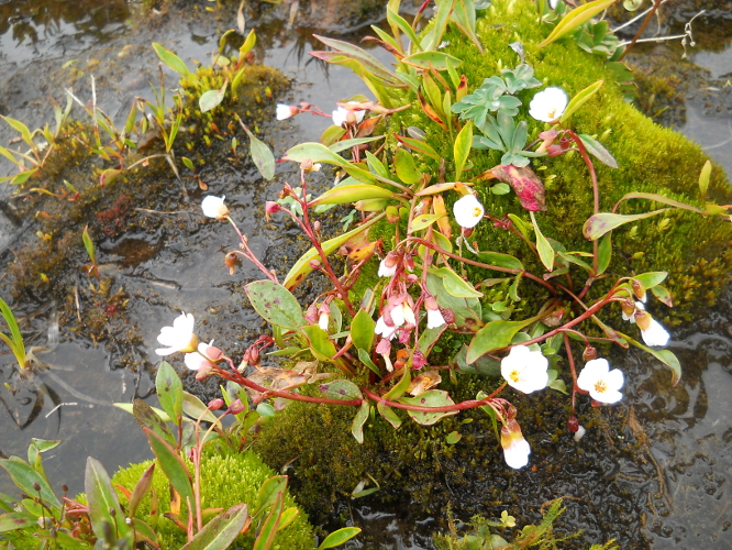 Image of Claytonia joanneana specimen.