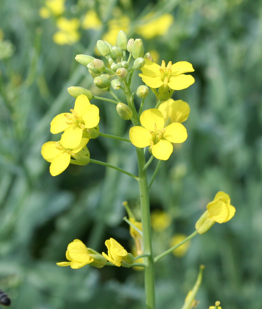 Image of Brassica napus specimen.