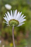 Leucanthemum ircutianum