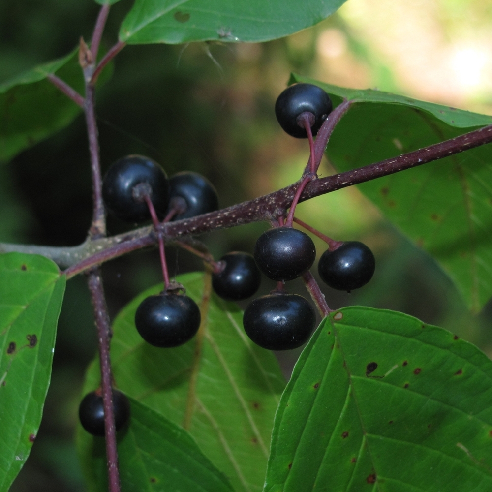 Изображение особи Frangula alnus.