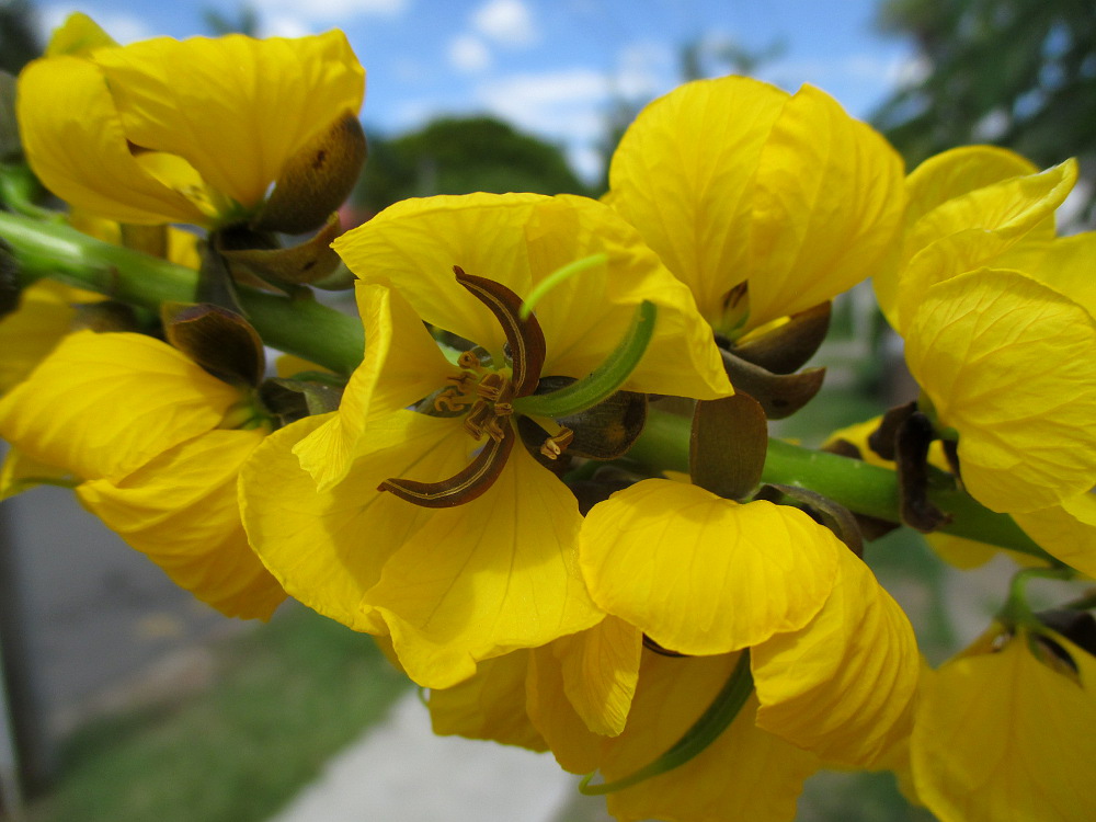 Image of Senna didymobotrya specimen.