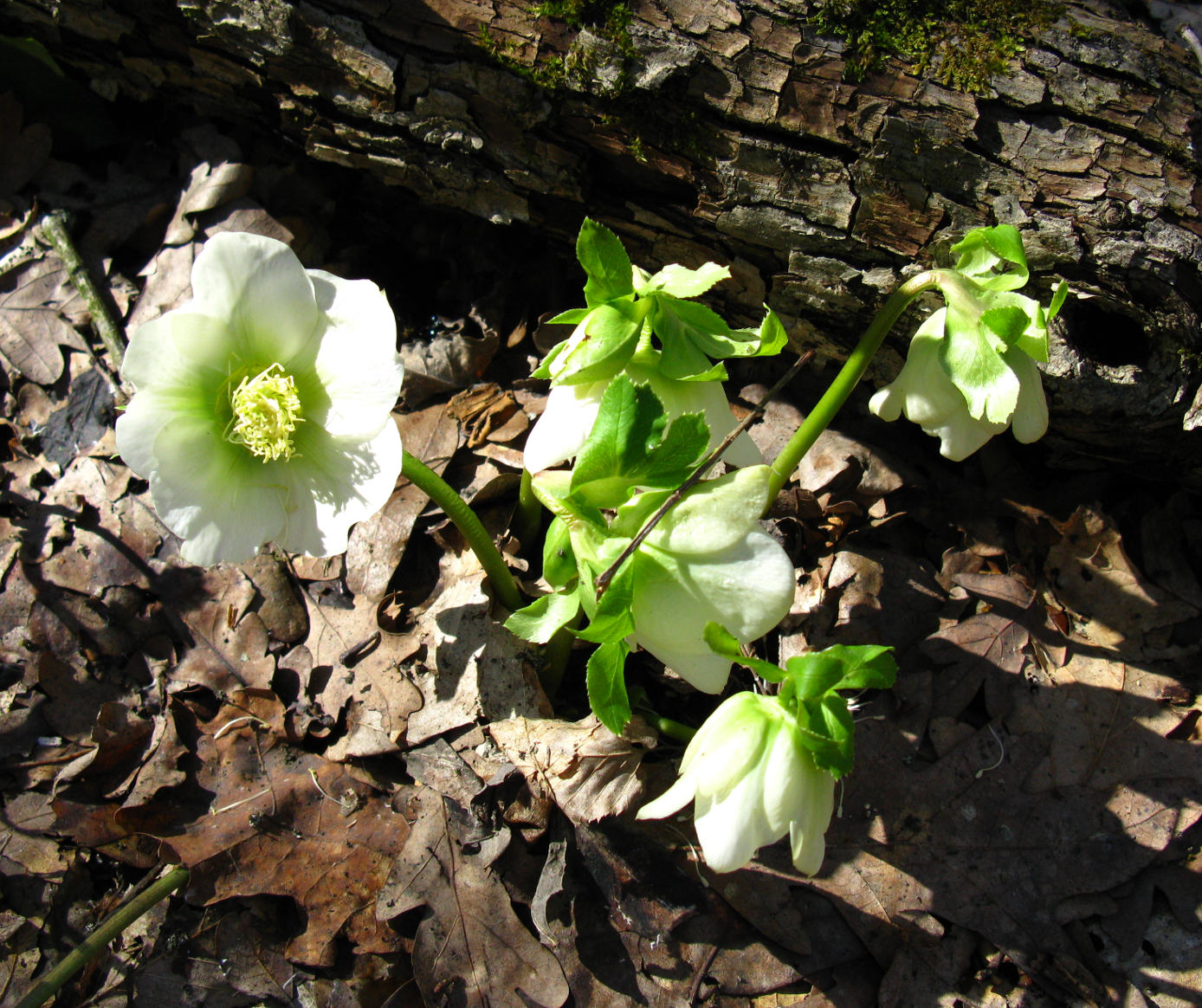 Image of Helleborus caucasicus specimen.