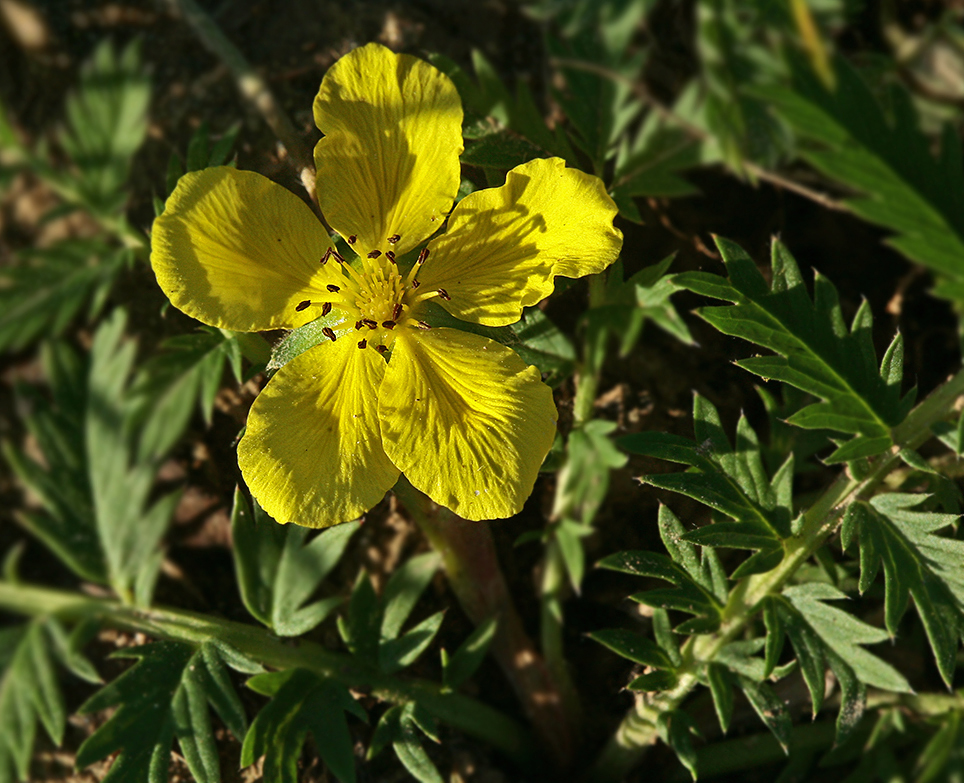 Изображение особи Potentilla anserina.