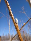 Salix schwerinii. Часть побега с просыпающейся генеративной почкой. Республика Бурятия, Баунтовский эвенкийский р-н, окр. пос. Северный, берег р. Има. 22.02.2016.