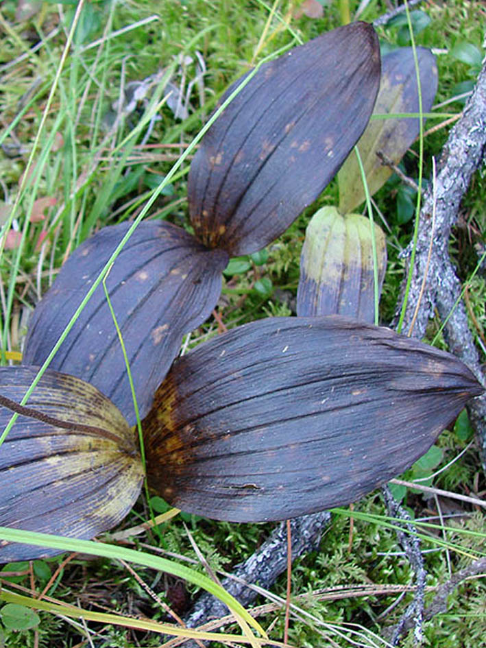 Image of Cypripedium guttatum specimen.