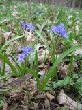 Scilla bifolia