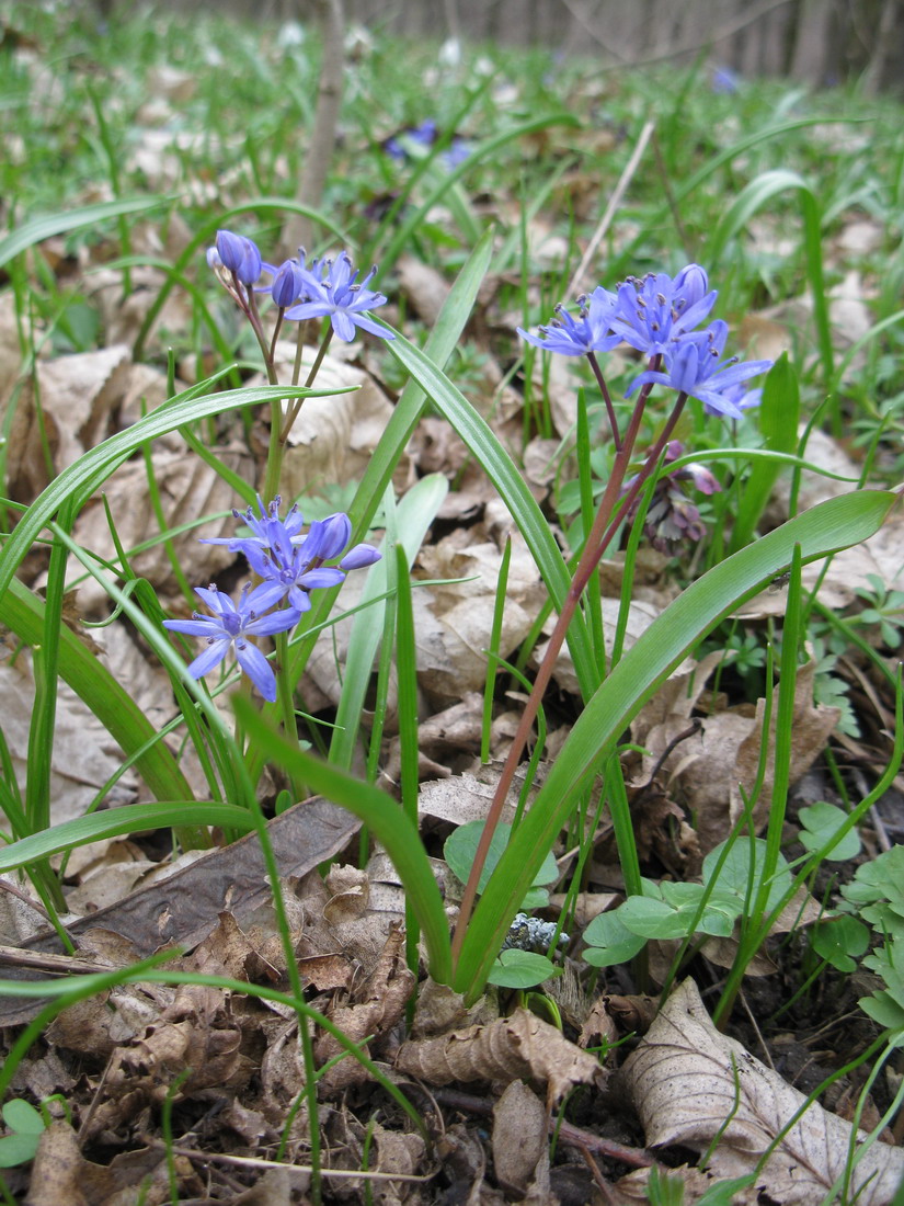 Изображение особи Scilla bifolia.