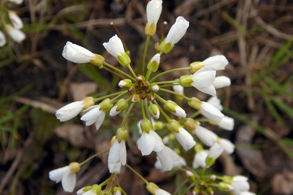 Изображение особи Cardamine tenera.